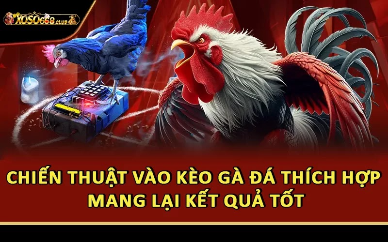 Chiến thuật vào kèo gà đá thích hợp mang lại kết quả tốt