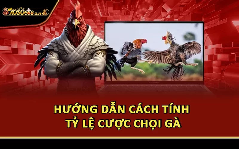 Hướng dẫn cách tính tỷ lệ cược chọi gà