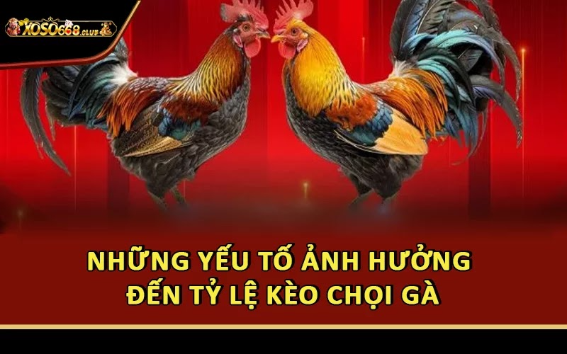 Những yếu tố ảnh hưởng đến tỷ lệ kèo chọi gà