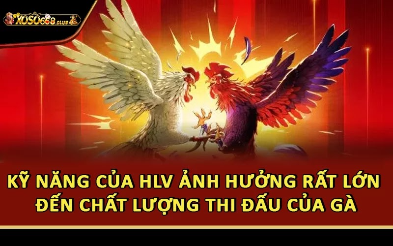 Kỹ năng của HLV ảnh hưởng rất lớn đến chất lượng thi đấu của gà